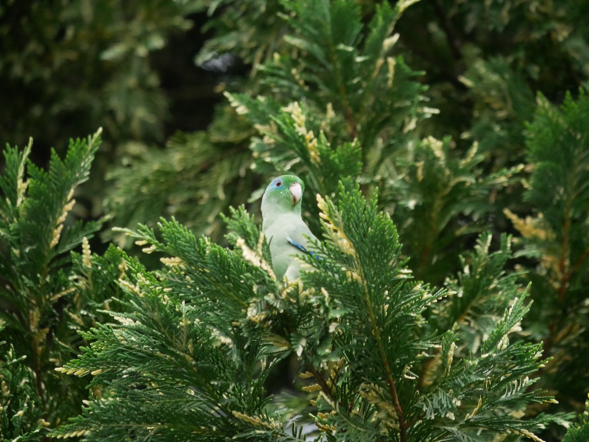 Spectacled Parrotlet - ML620797331