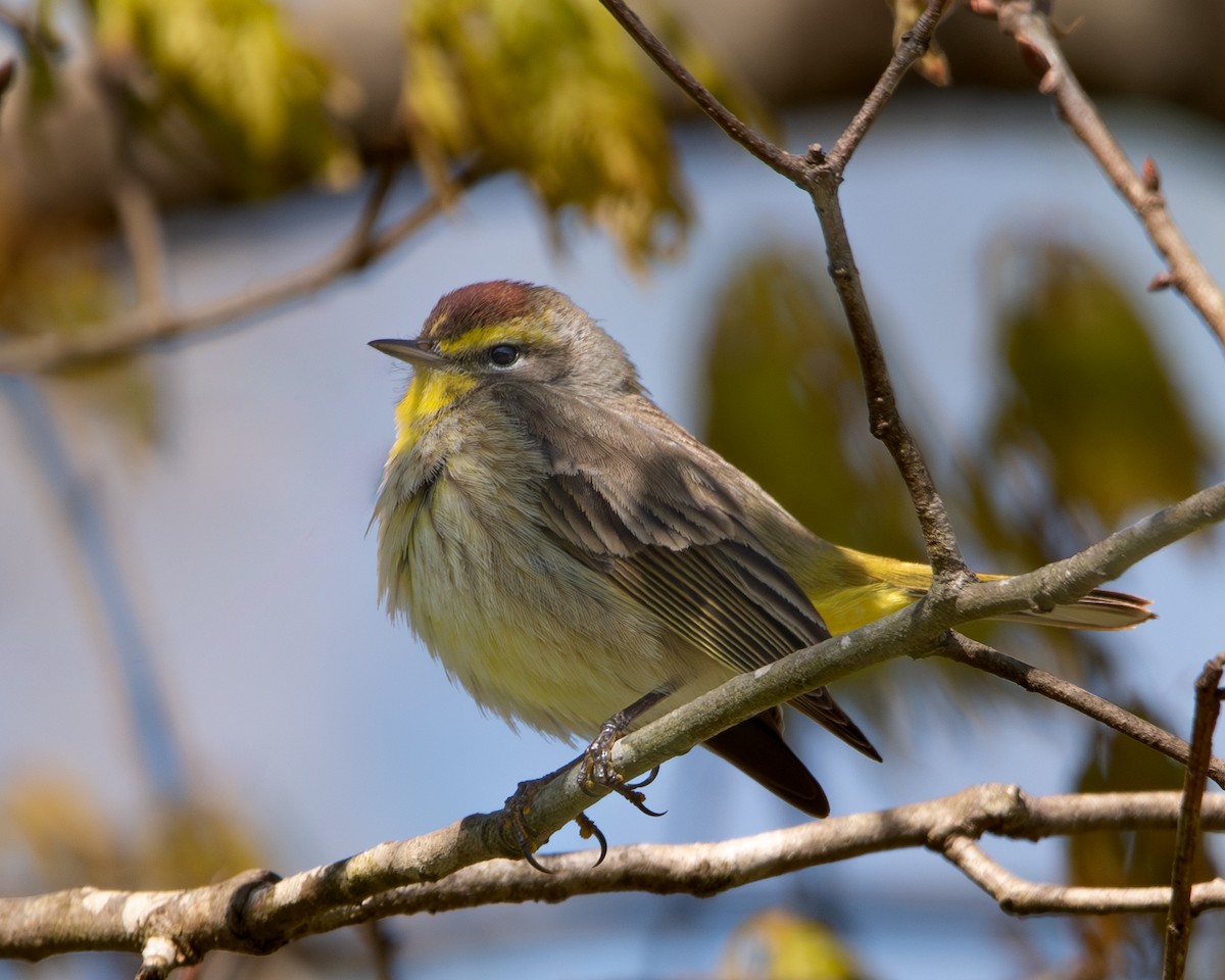 Palm Warbler - ML620797338