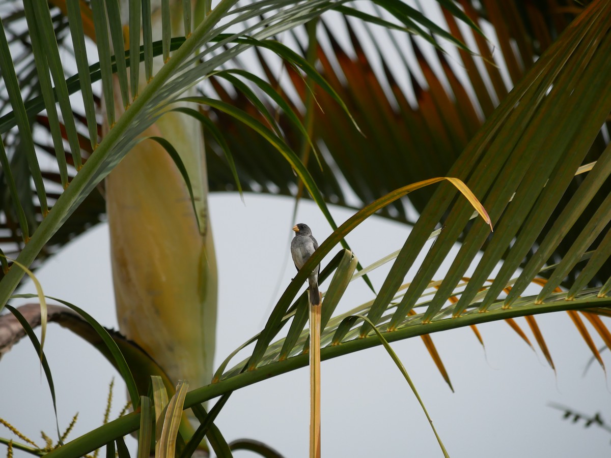 Gray Seedeater - ML620797340