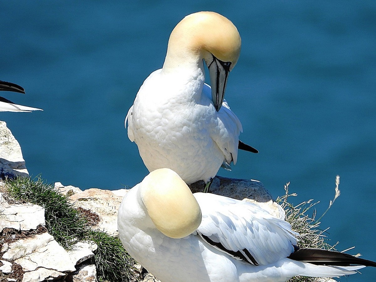 Northern Gannet - ML620797341