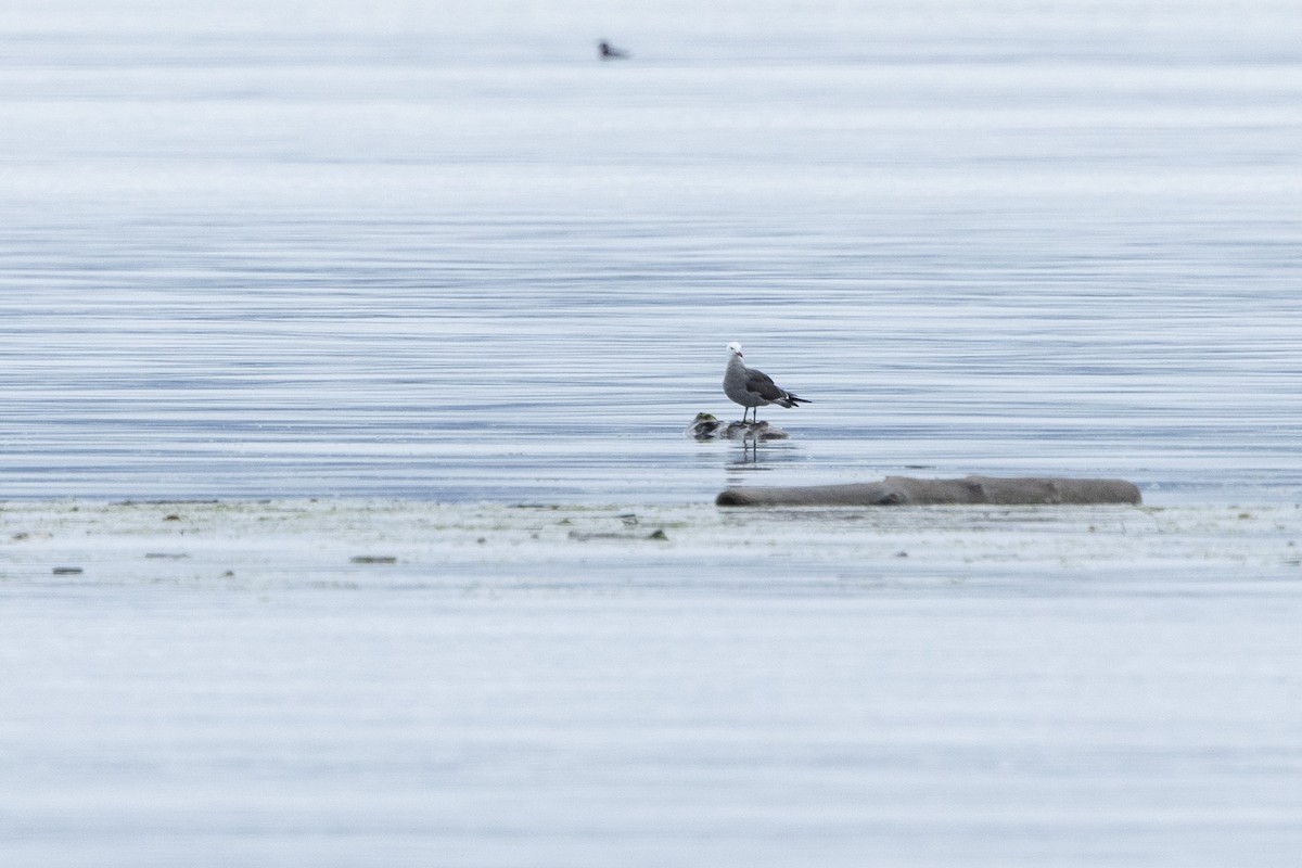 Heermann's Gull - John Troth