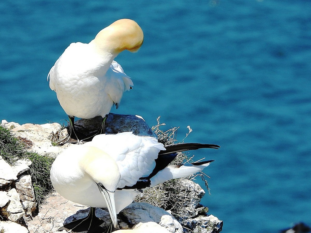 Northern Gannet - ML620797344