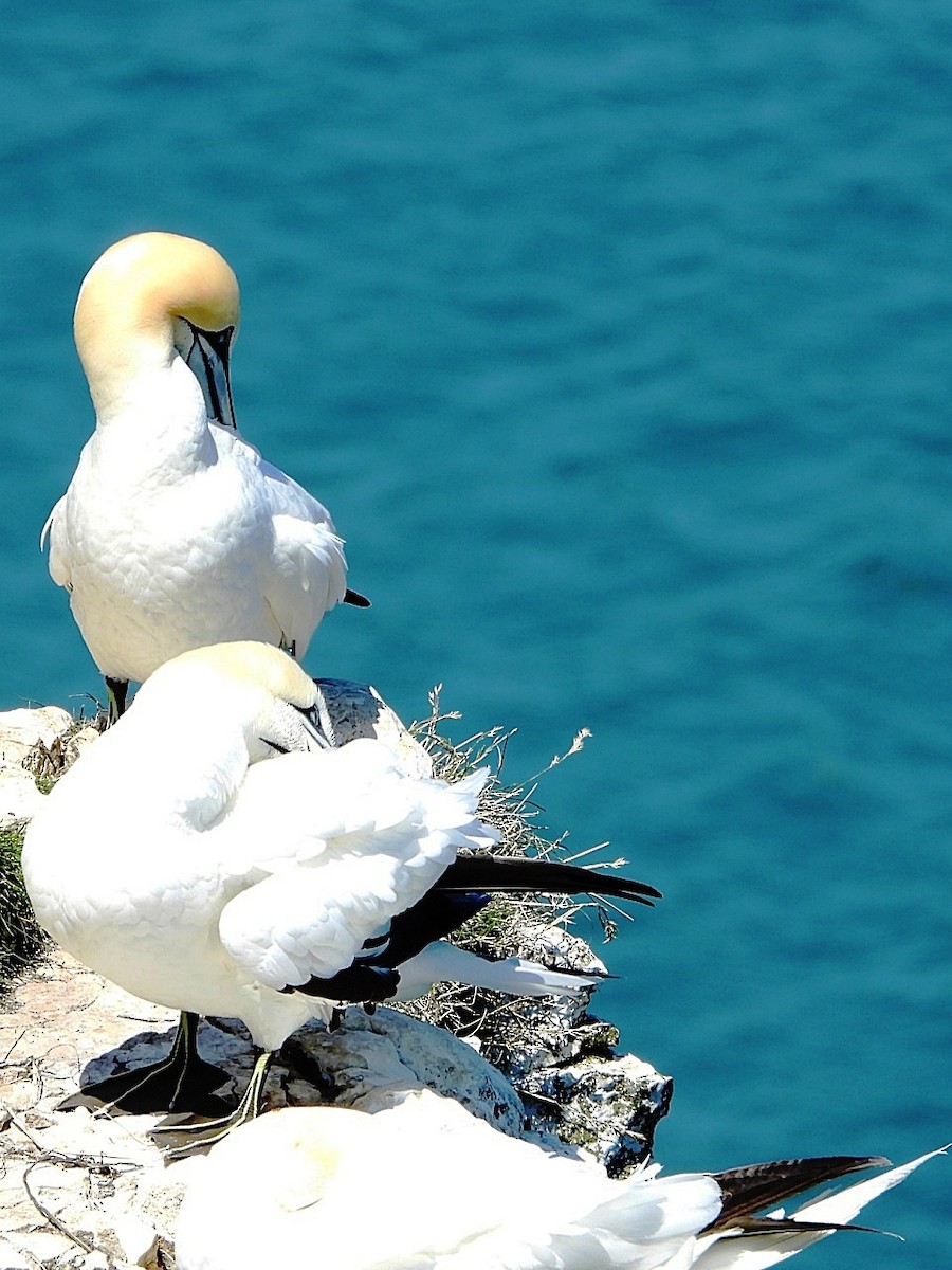 Northern Gannet - ML620797348