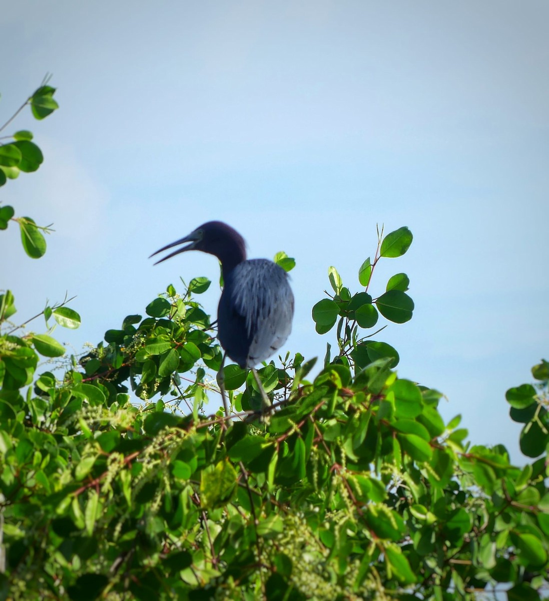 Glossy Ibis - ML620797350