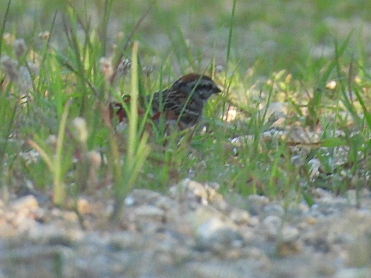 Chipping Sparrow - ML620797351