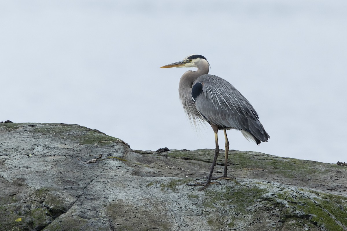 Great Blue Heron - ML620797352