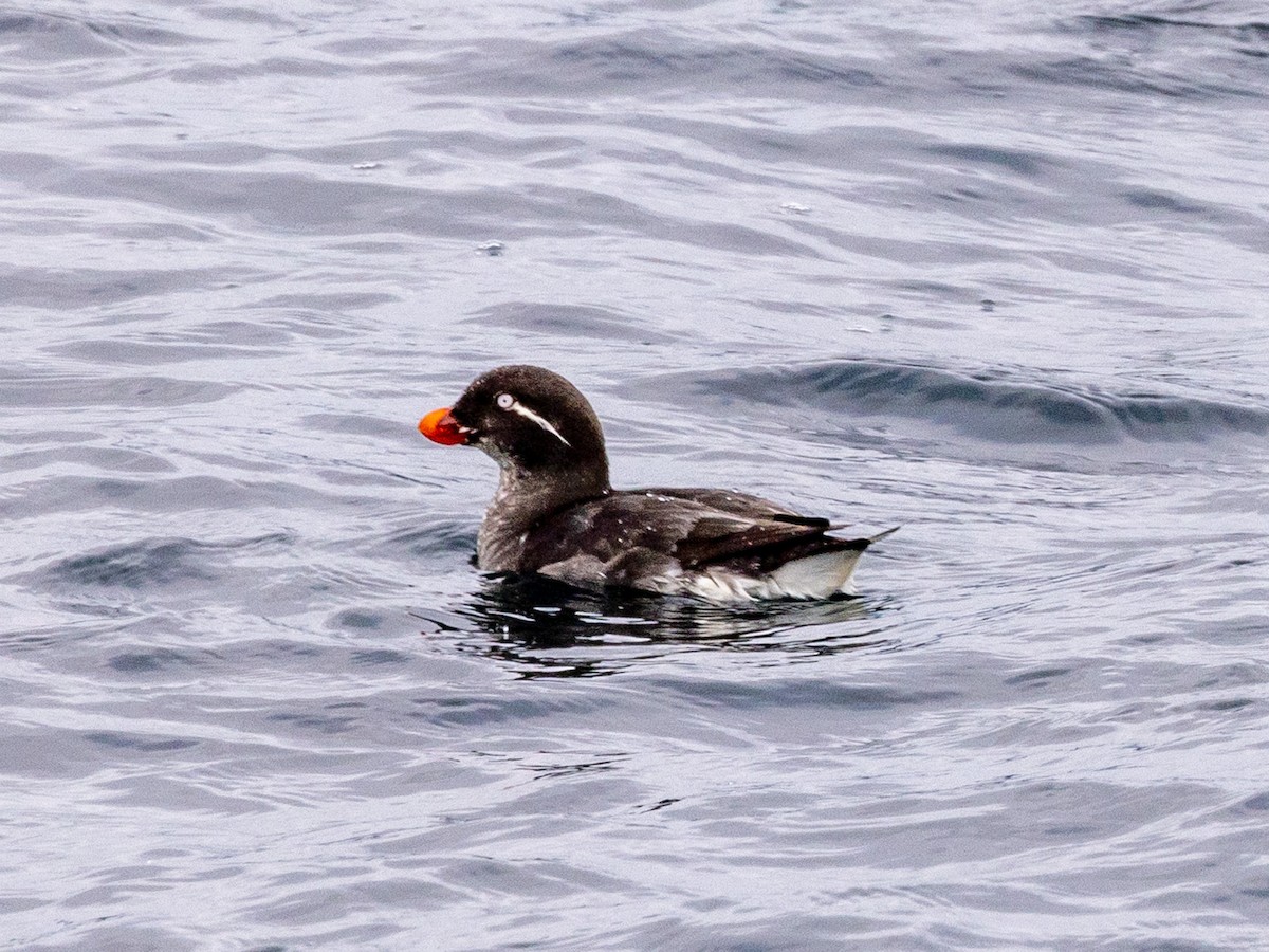 Parakeet Auklet - ML620797356