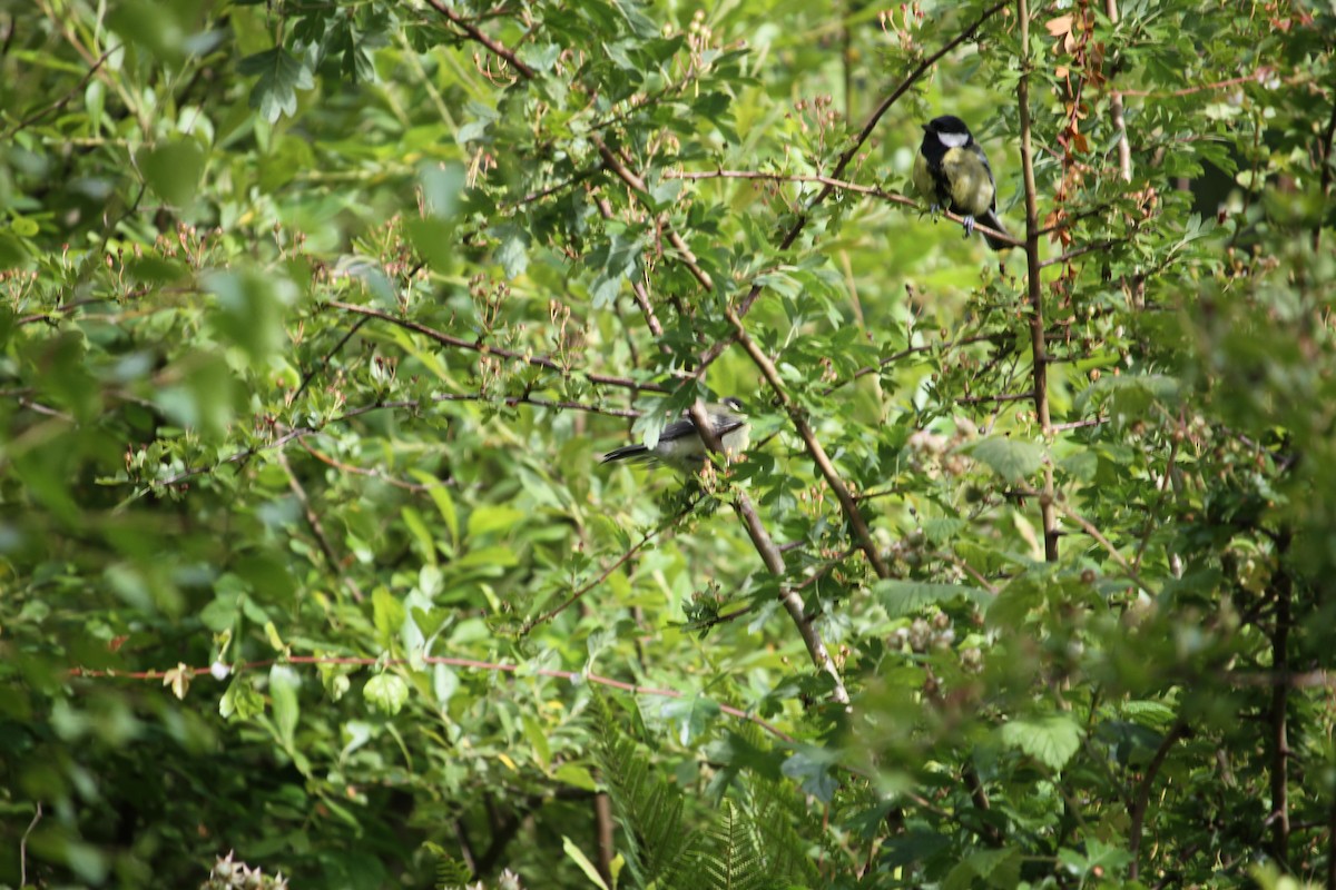 Great Tit - Ron Pasieczna