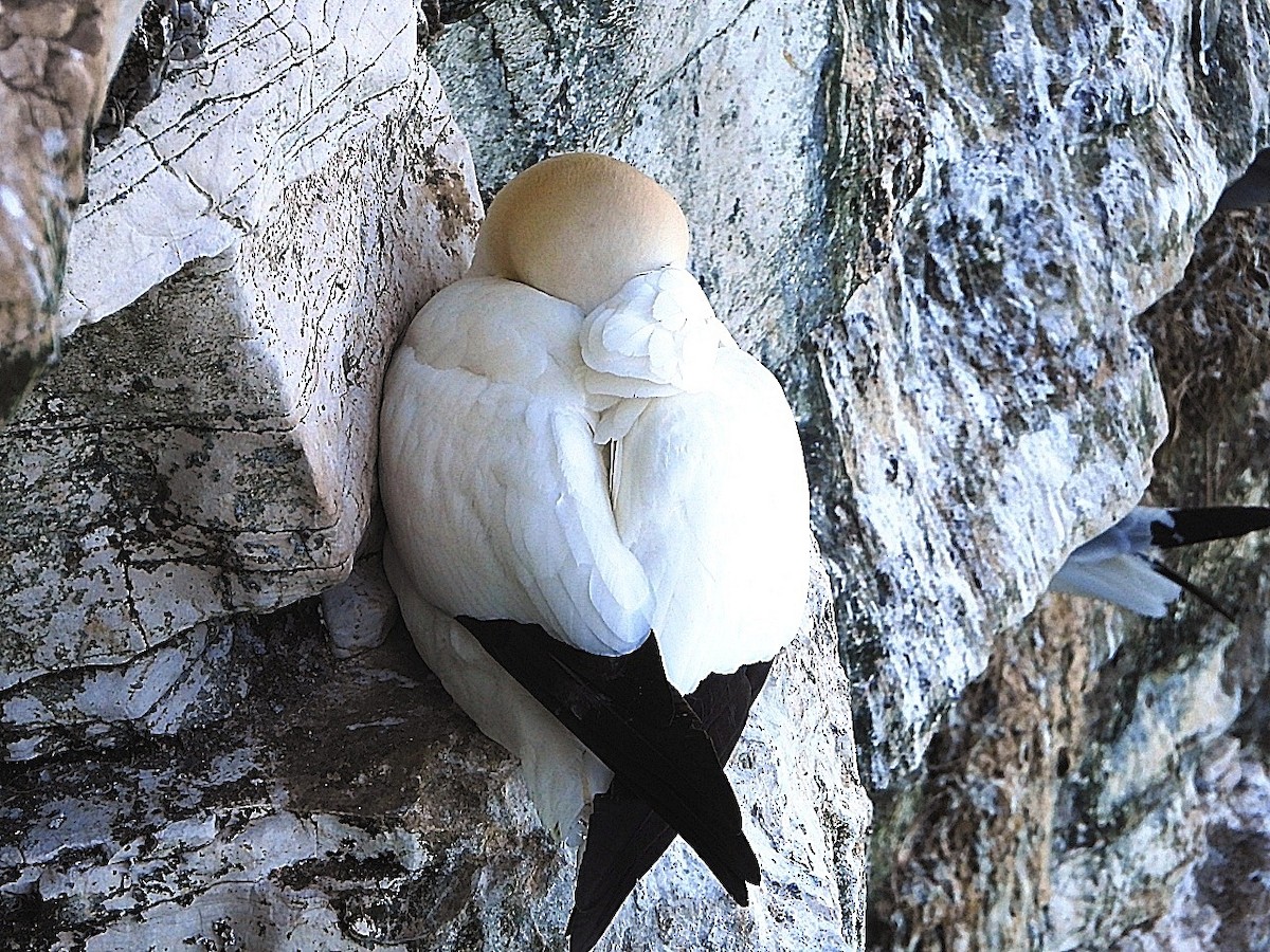 Northern Gannet - ML620797362