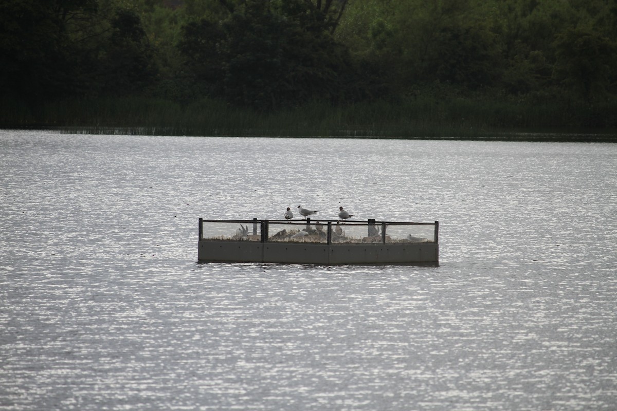 Black-headed Gull - ML620797365