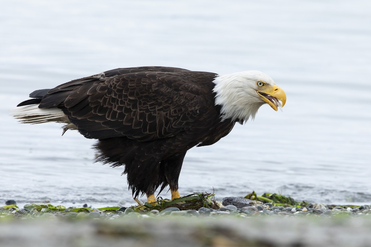 Bald Eagle - ML620797366