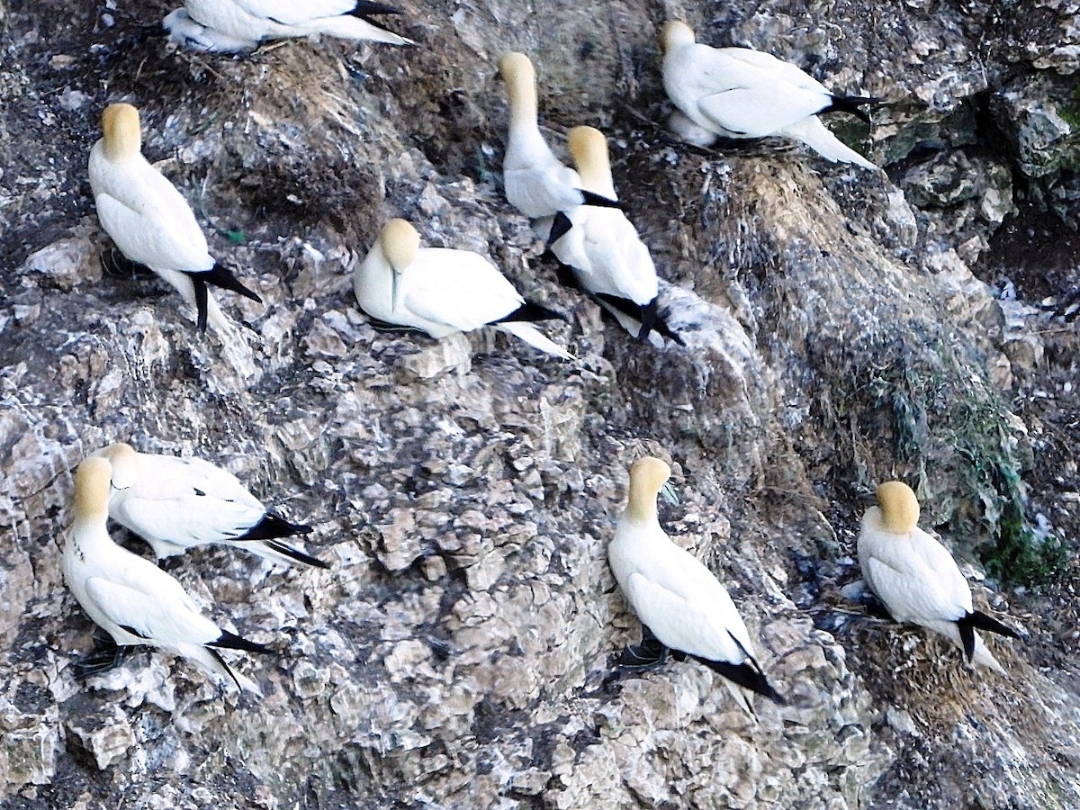 Northern Gannet - ML620797368