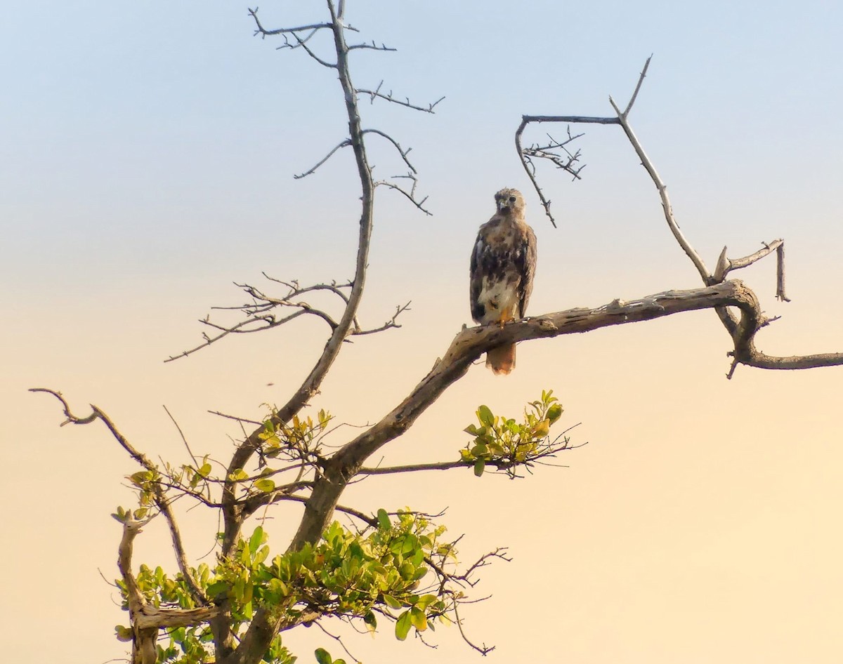 Red-tailed Hawk - Mirielle Villanueva