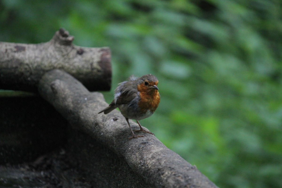 European Robin - Ron Pasieczna