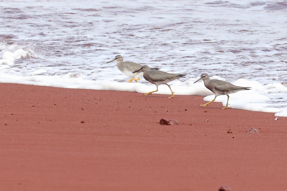 Wandering Tattler - ML620797382