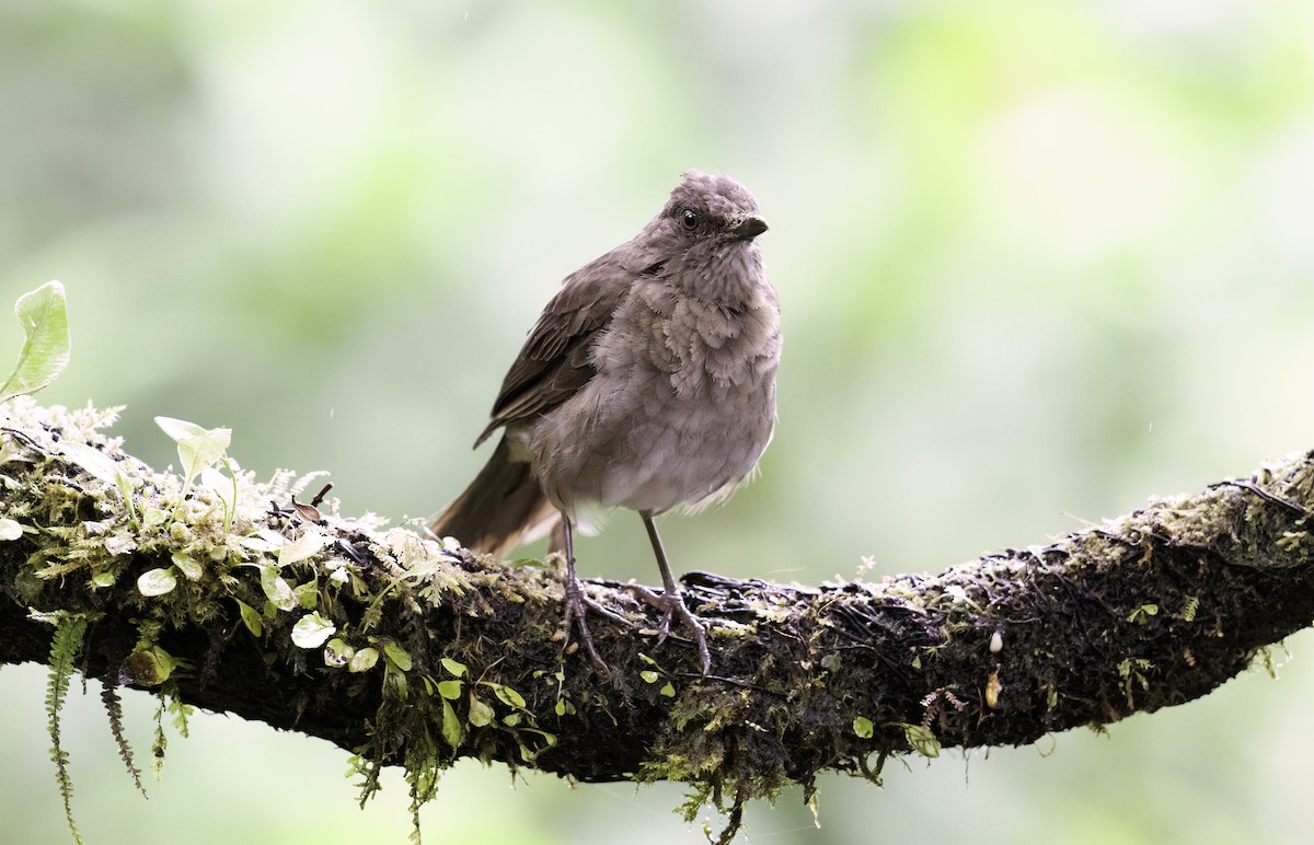 Black-billed Thrush - ML620797394