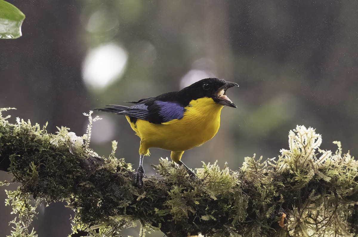 Blue-winged Mountain Tanager - ML620797398