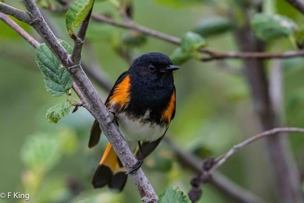 American Redstart - ML620797399