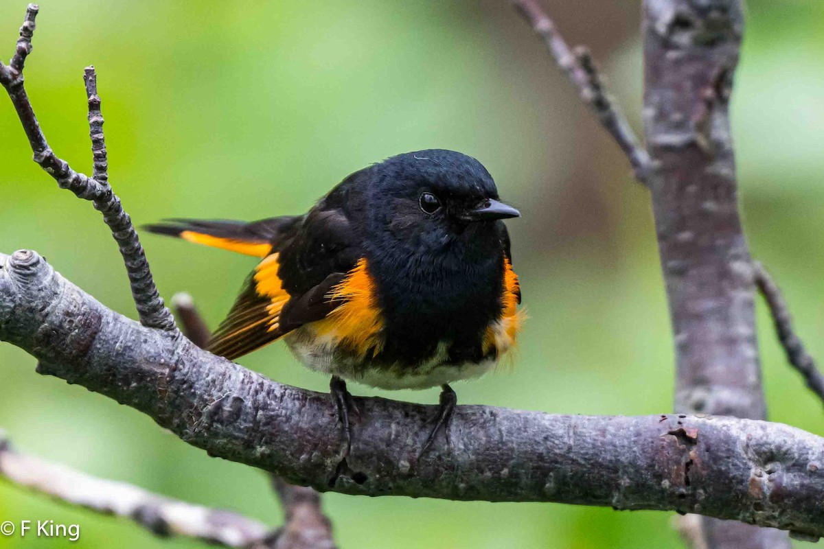 American Redstart - ML620797401