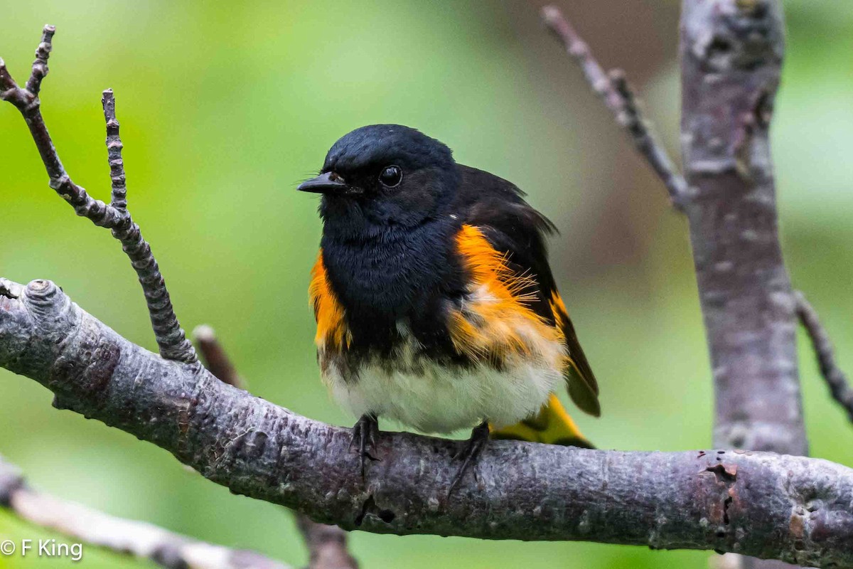 American Redstart - ML620797402