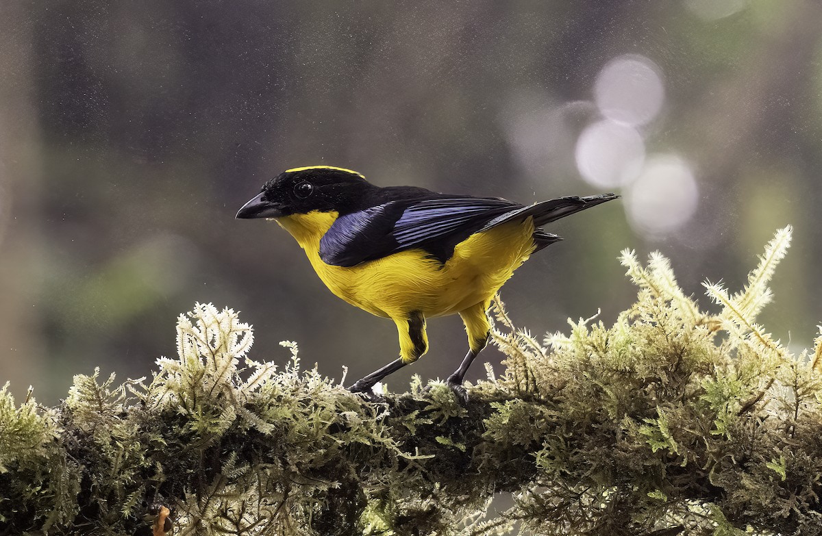 Blue-winged Mountain Tanager - ML620797403