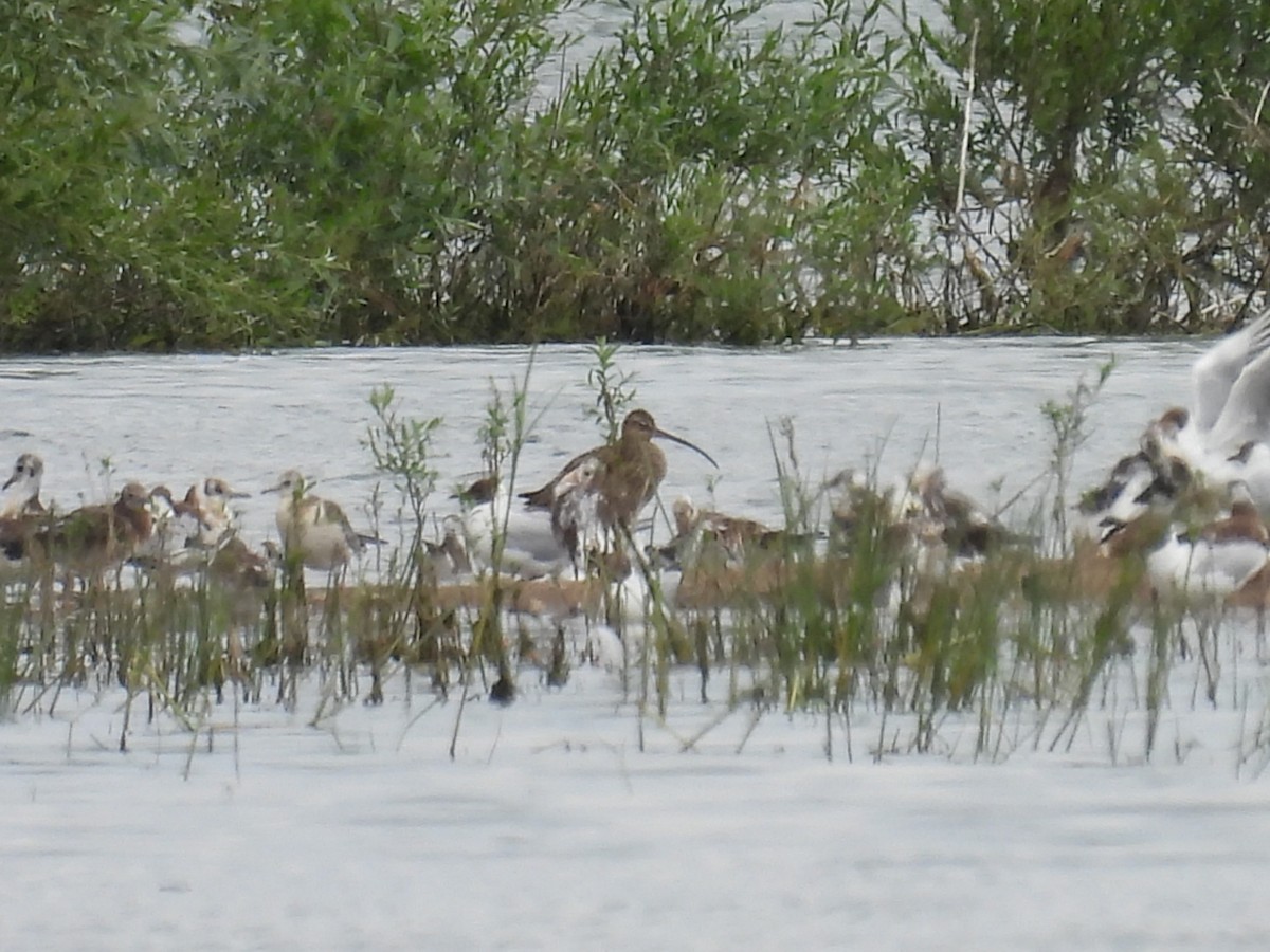 Eurasian Curlew - Kaja Łozicka