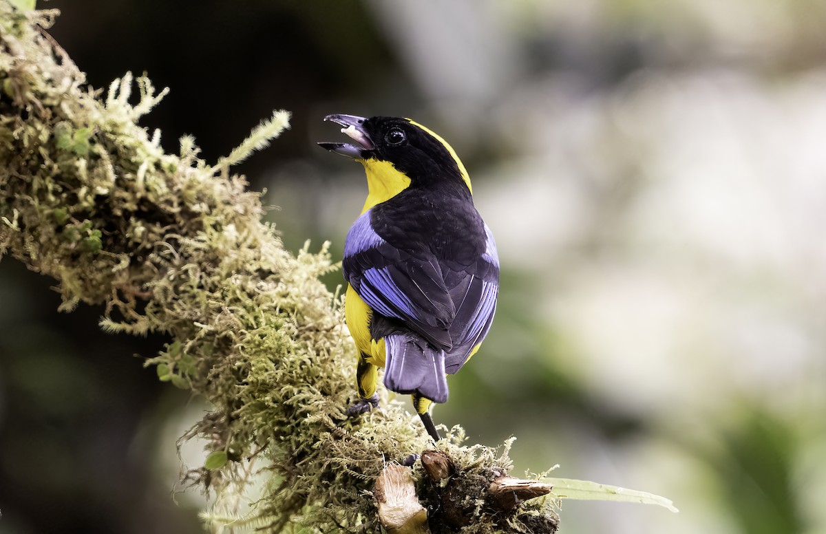 Blue-winged Mountain Tanager - ML620797405