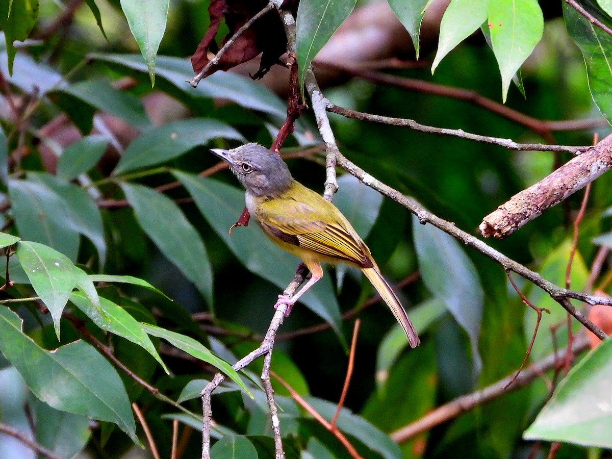 Yellow-olive Flatbill - César Tejeda Cruz