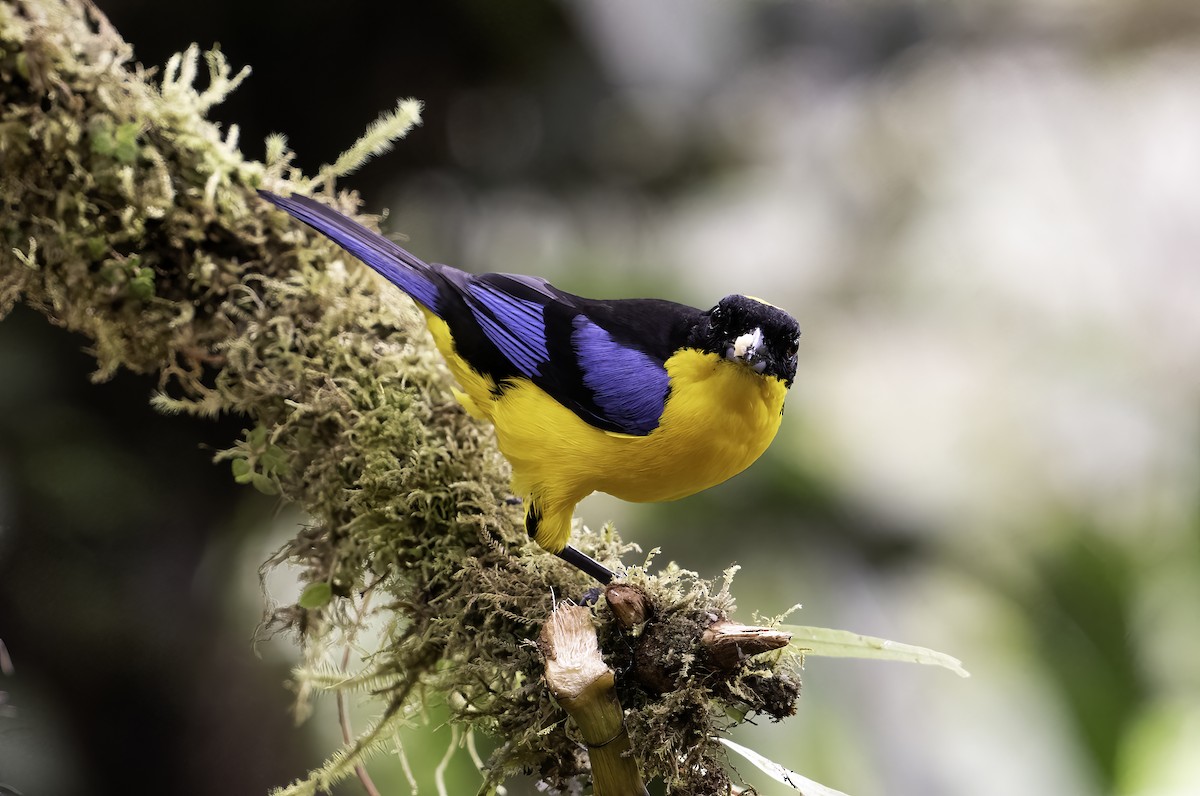 Blue-winged Mountain Tanager - ML620797407