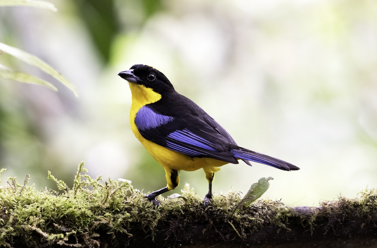 Blue-winged Mountain Tanager - Leo Wiznitzer