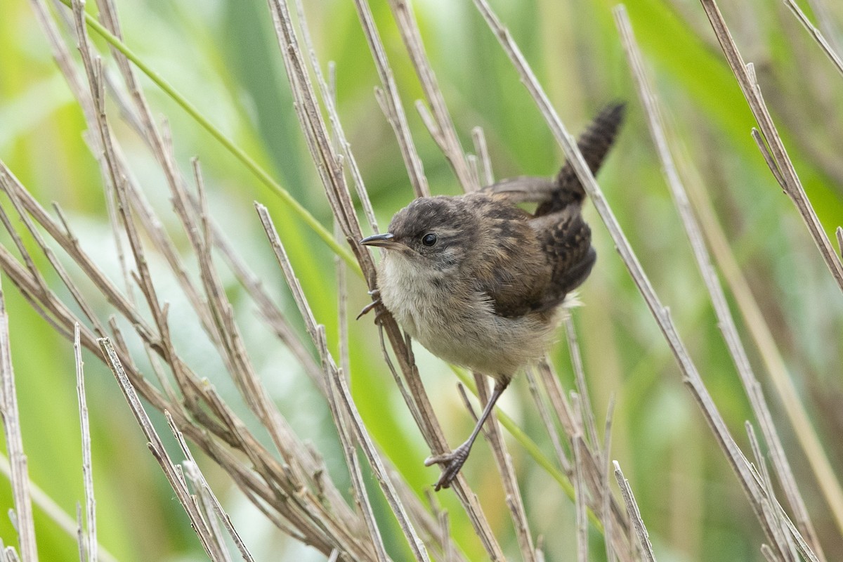 Marsh Wren - ML620797411