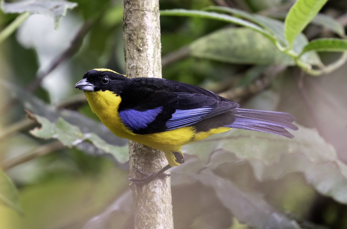 Blue-winged Mountain Tanager - ML620797413
