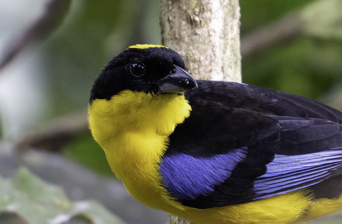 Blue-winged Mountain Tanager - ML620797414