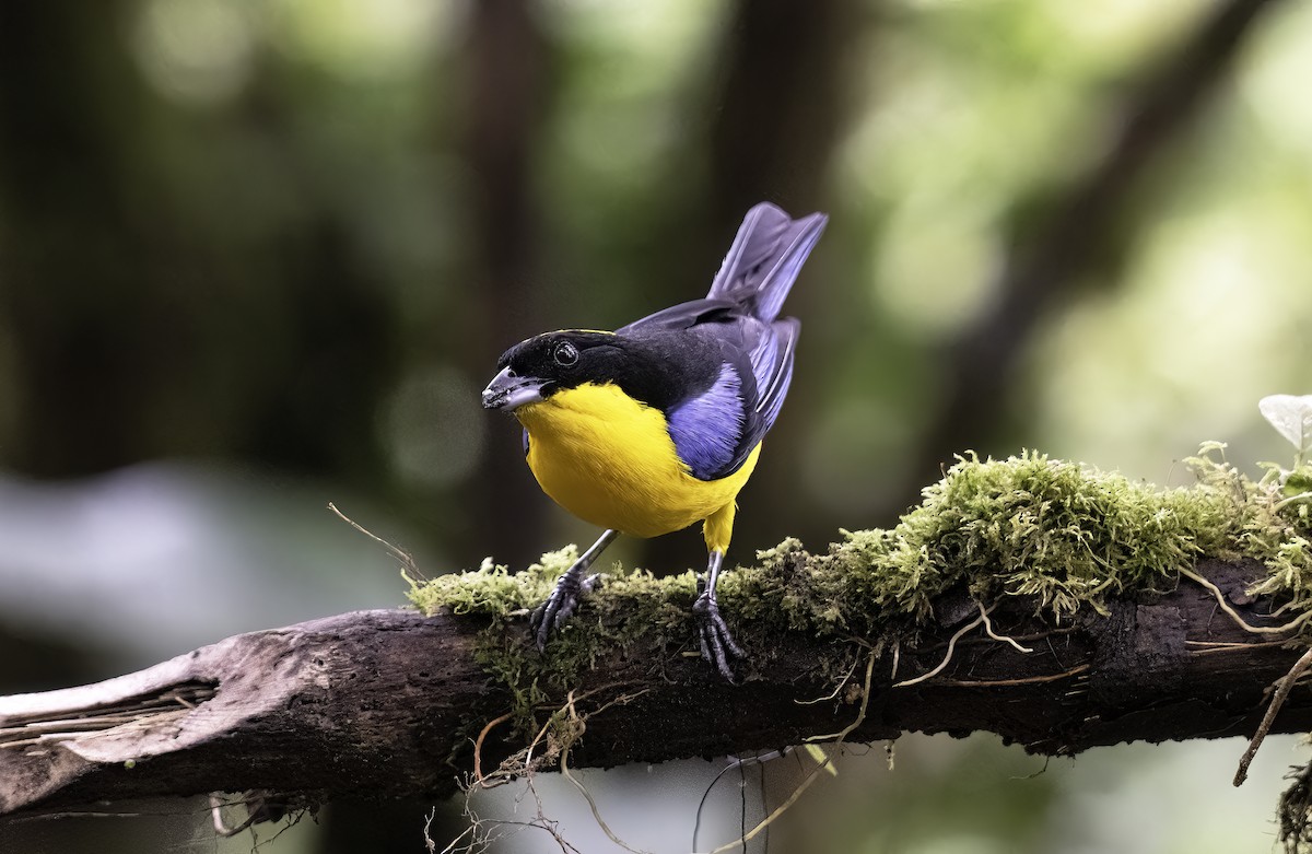 Blue-winged Mountain Tanager - ML620797417