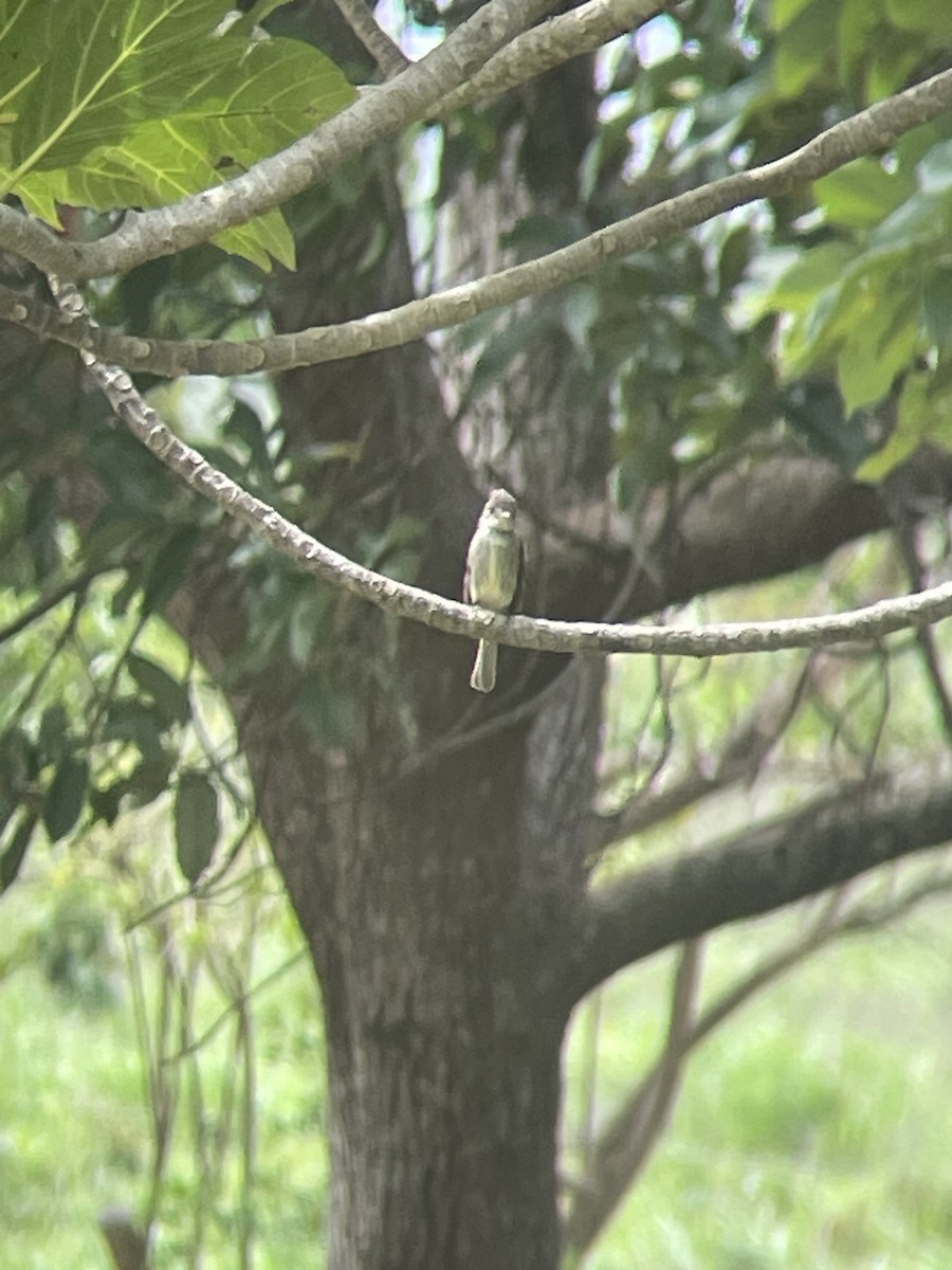 Northern Tropical Pewee - ML620797421