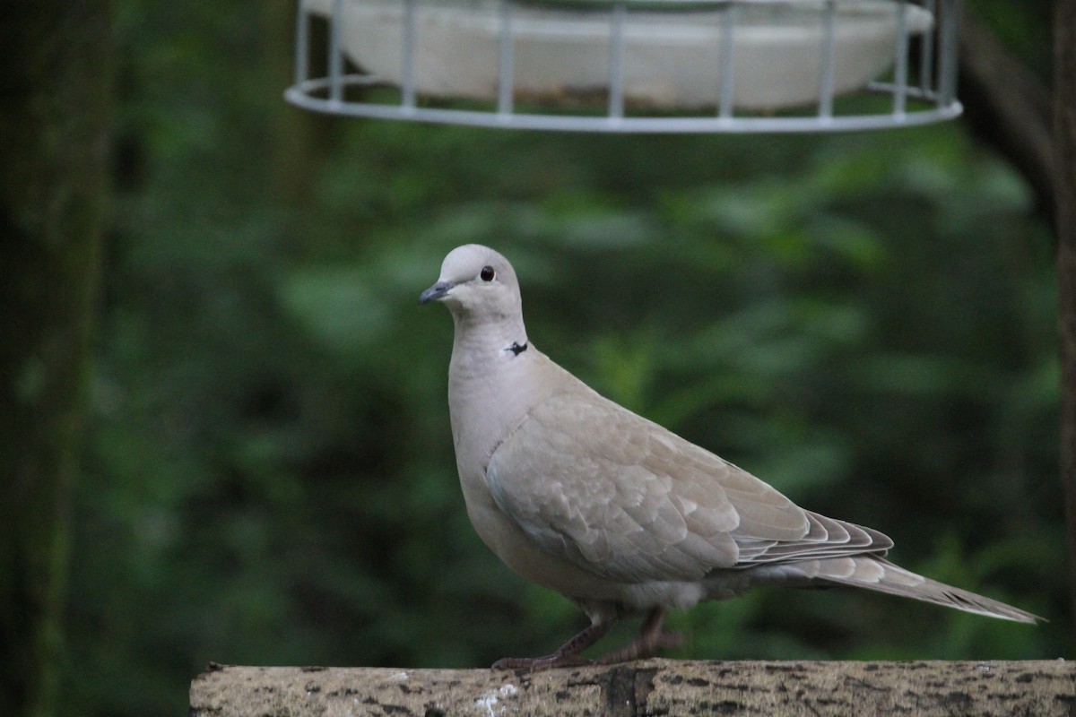 Eurasian Collared-Dove - ML620797427