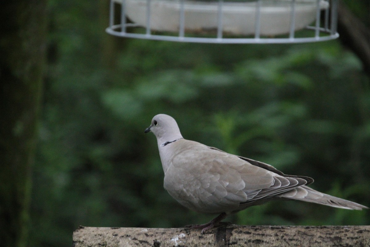 Eurasian Collared-Dove - Ron Pasieczna