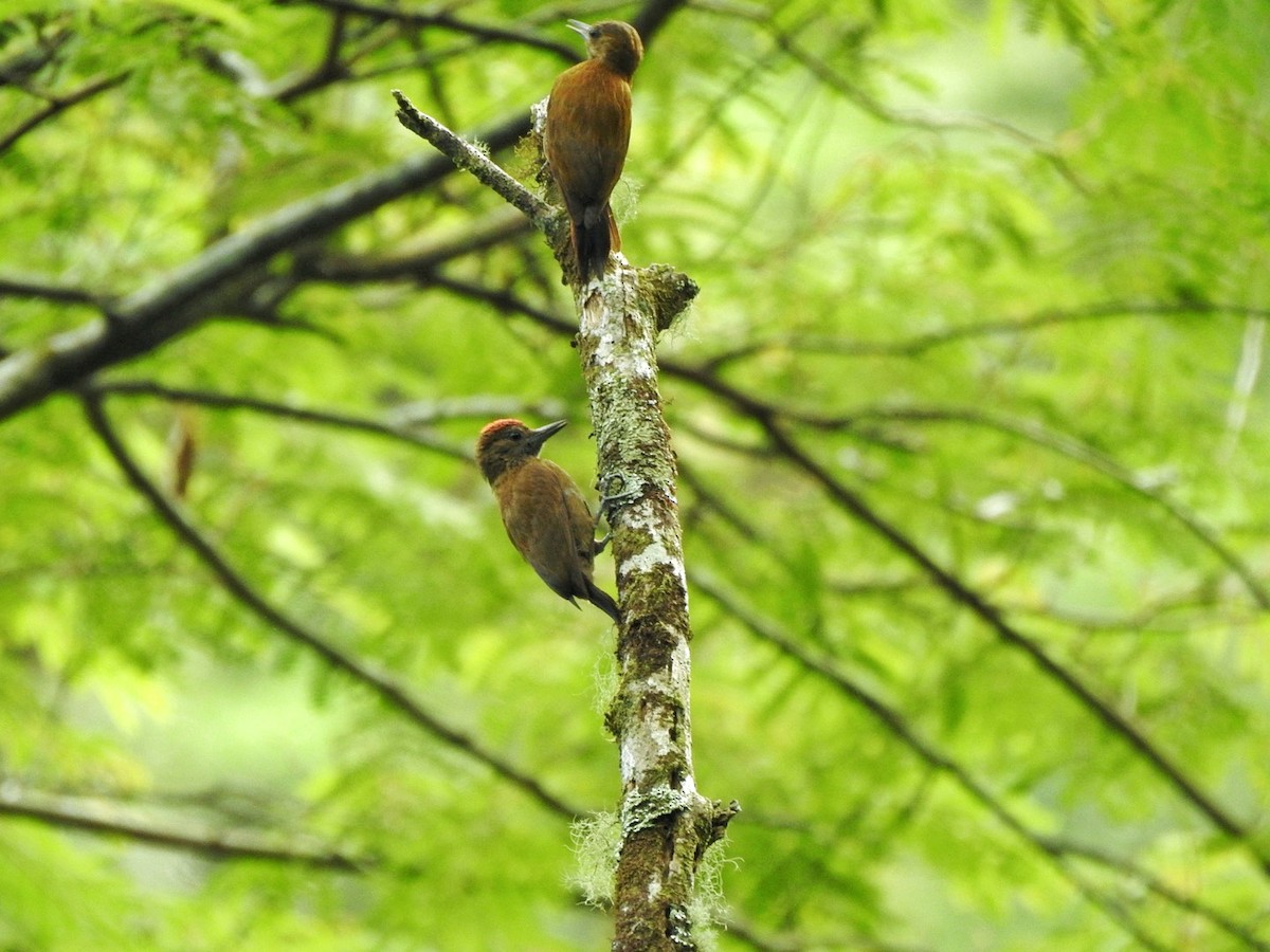 Smoky-brown Woodpecker - ML620797436