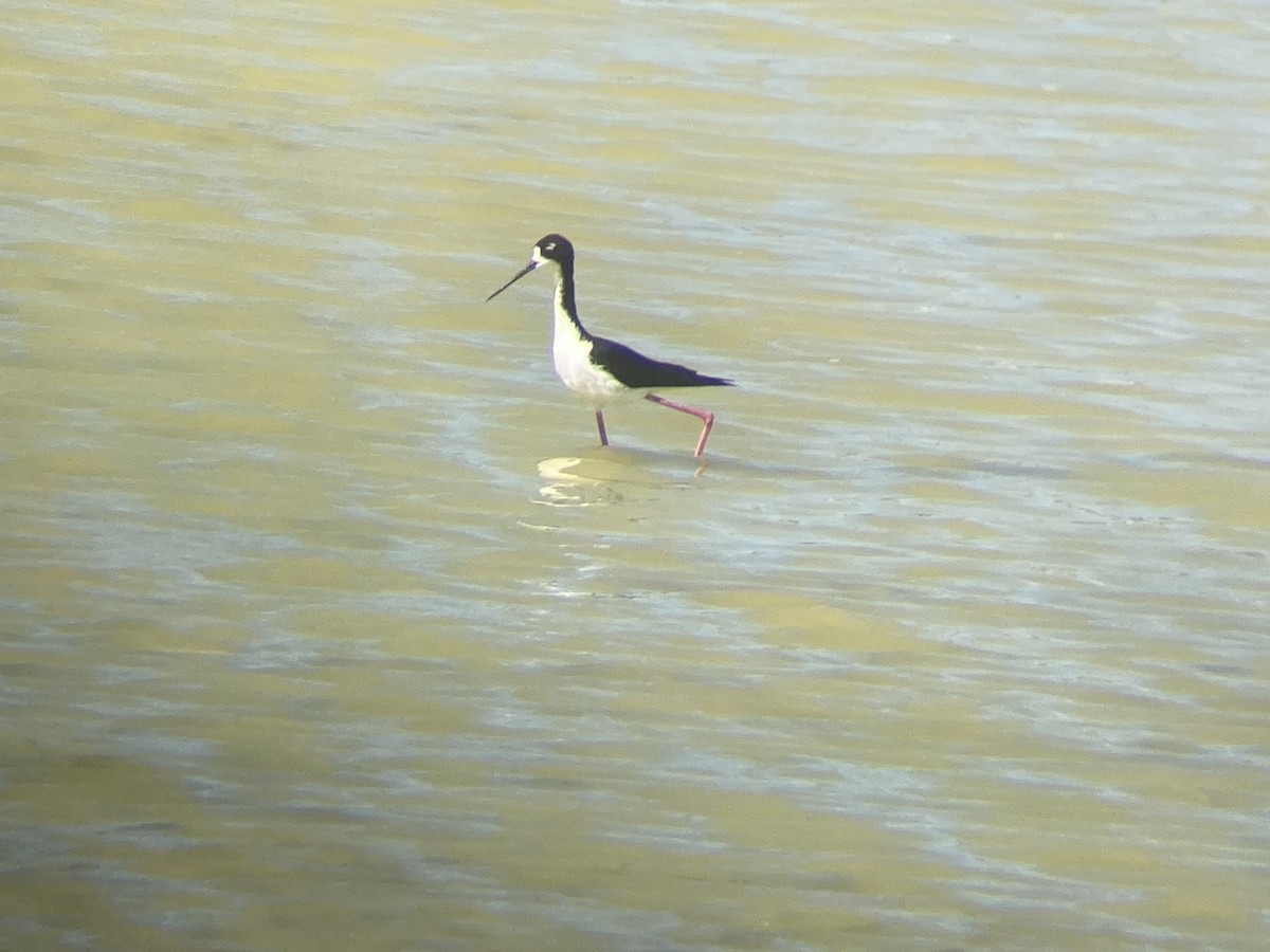 Black-necked Stilt (Hawaiian) - ML620797444