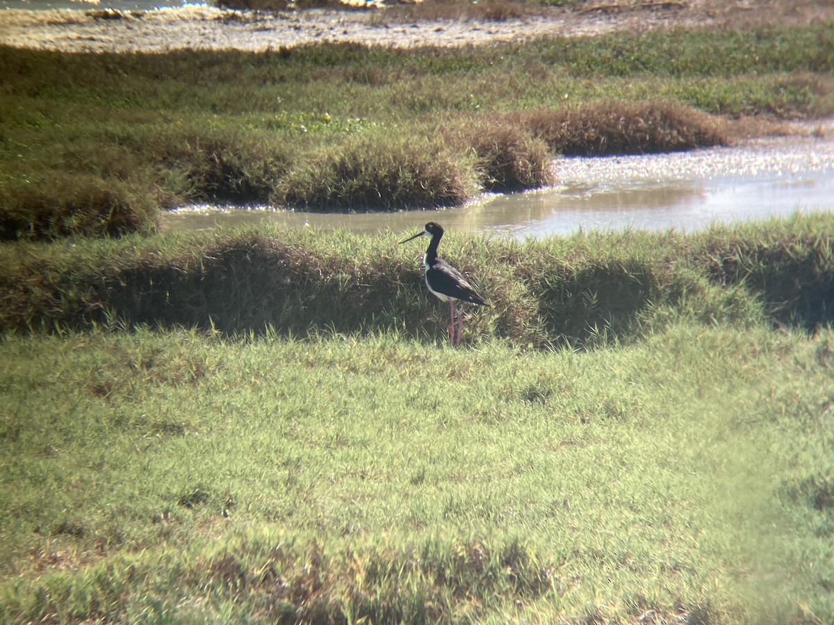 Black-necked Stilt (Hawaiian) - ML620797445