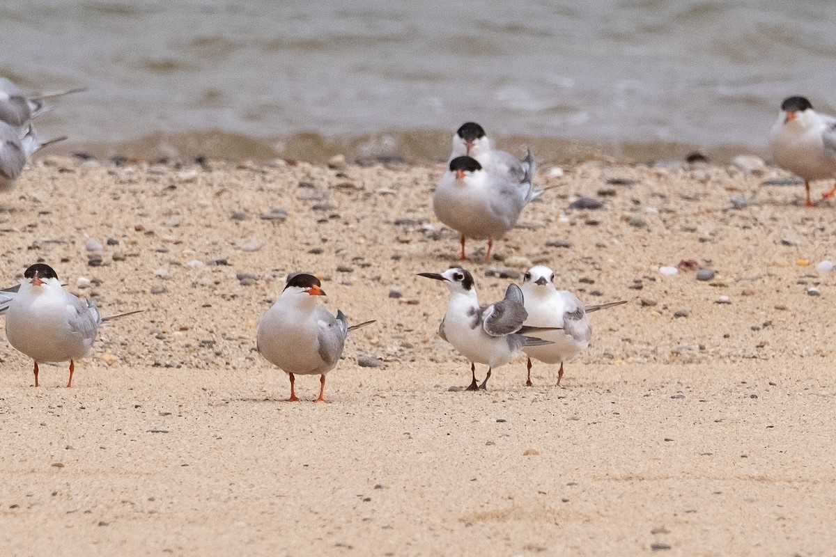 Black Tern - ML620797447