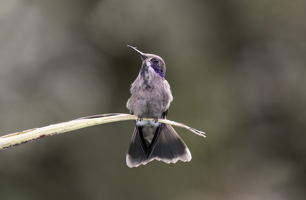 Brown Violetear - ML620797449