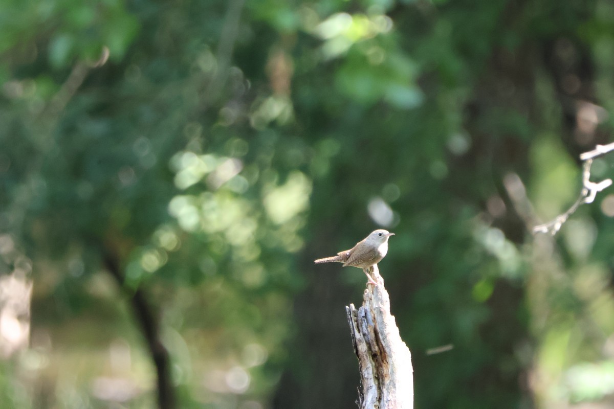 House Wren - ML620797451