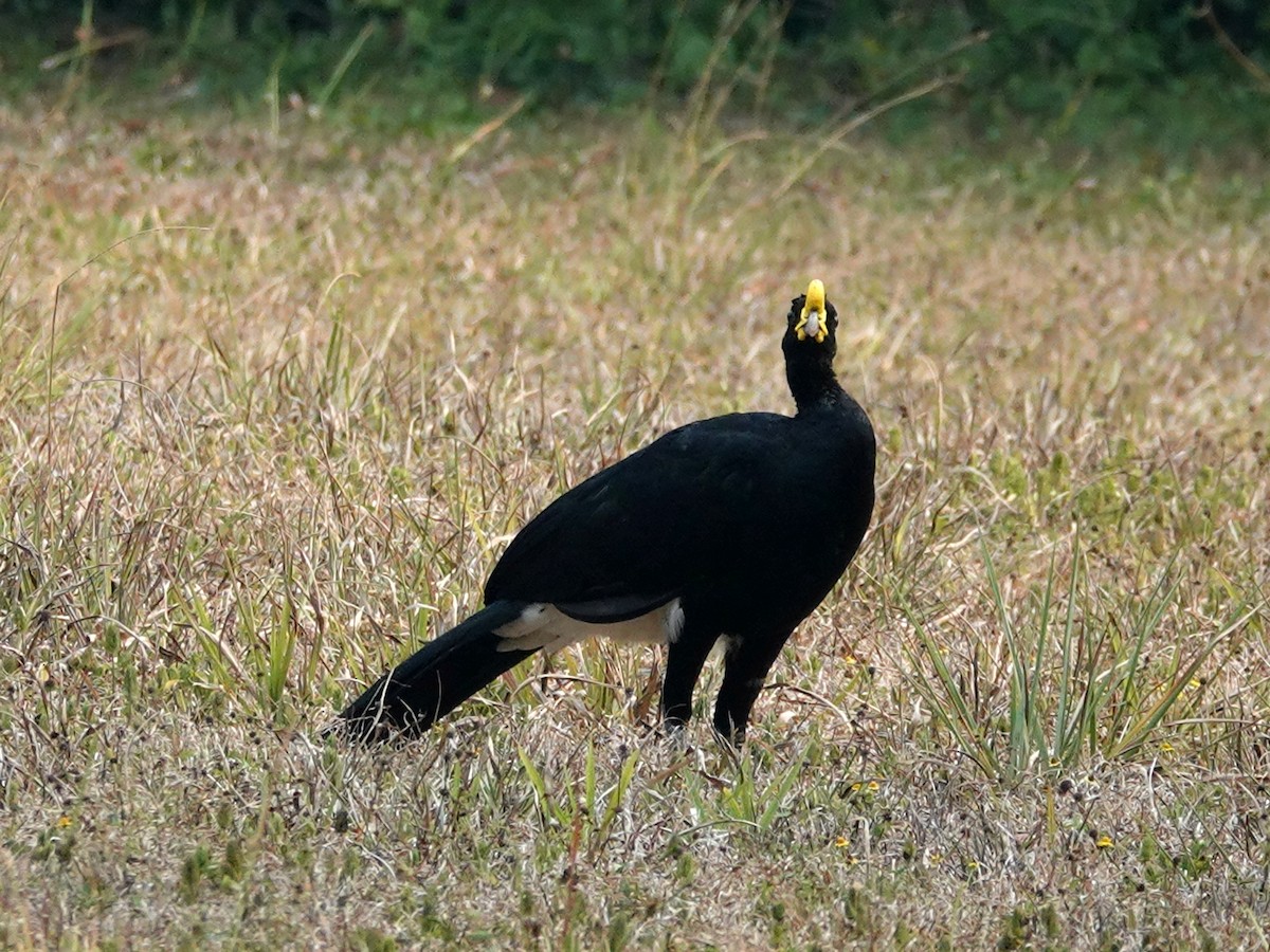 Great Curassow - ML620797456