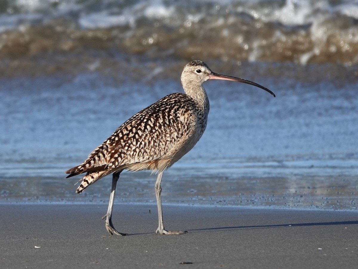 Long-billed Curlew - ML620797467