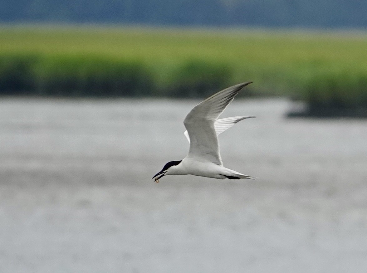 Gull-billed Tern - Yve Morrell