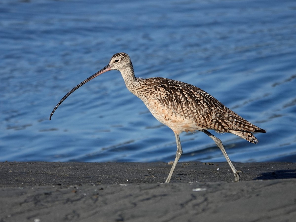 Long-billed Curlew - ML620797470
