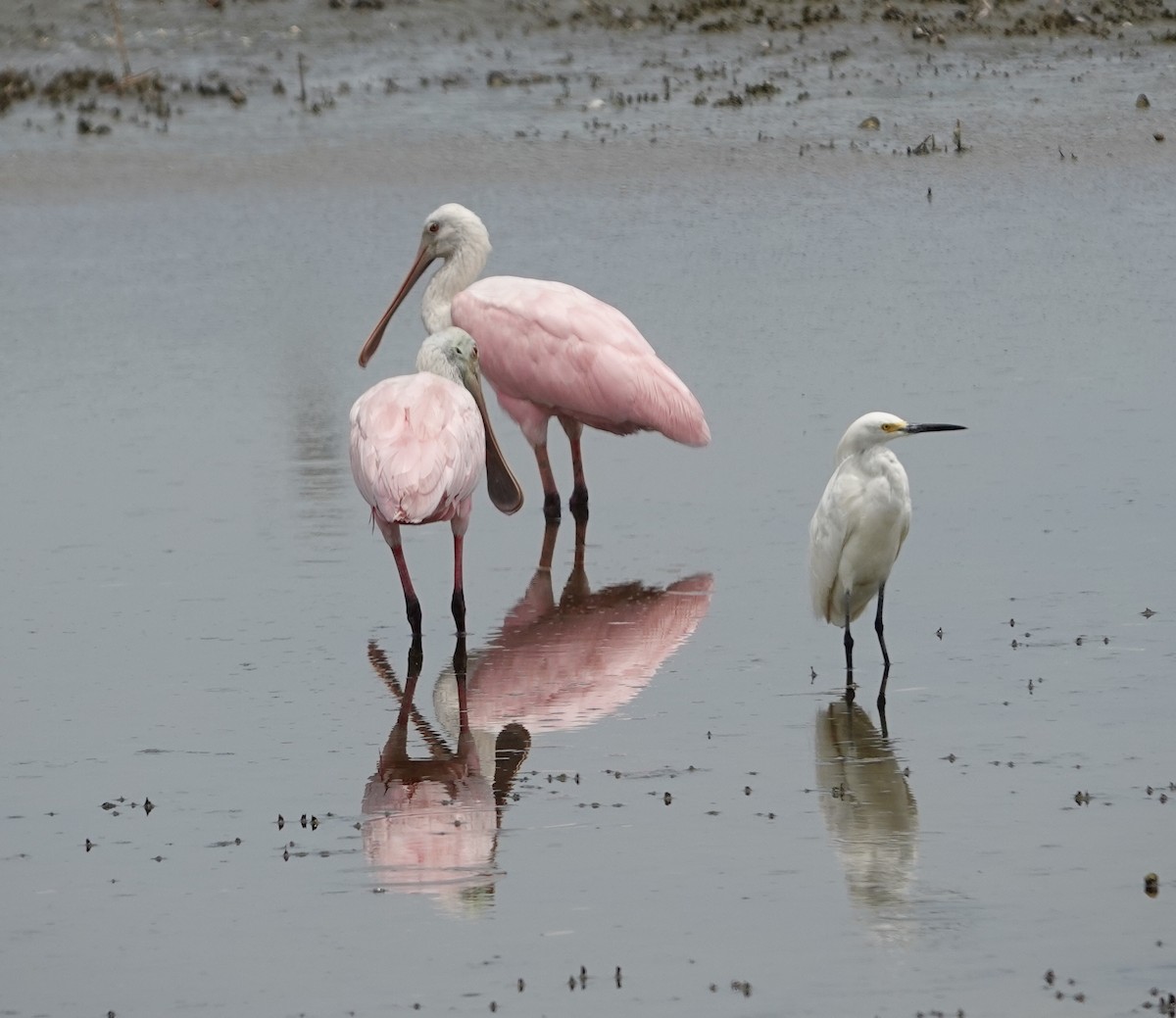 Roseate Spoonbill - ML620797477