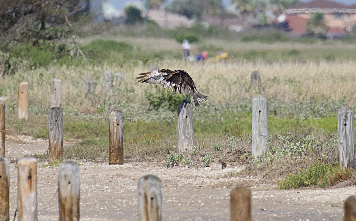 Скопа західна - ML620797479