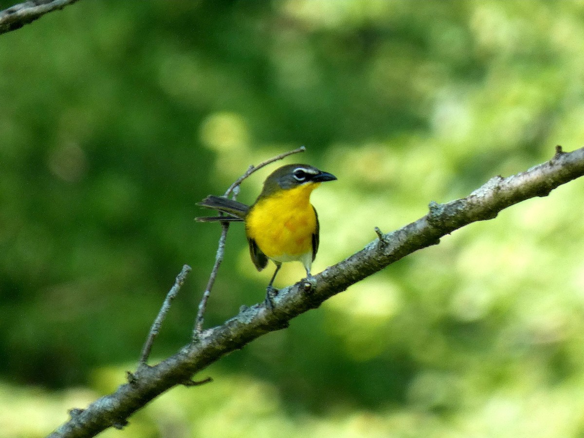 Yellow-breasted Chat - ML620797484